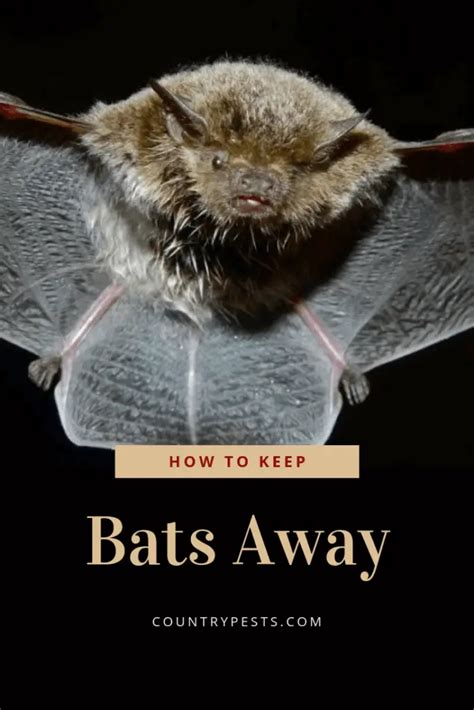 Magical Incantations to Keep Bats out of Your Chimney